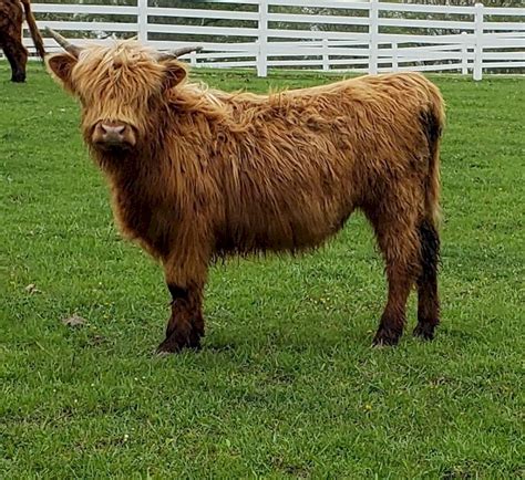 They should be. . Highland cows for sale near illinois